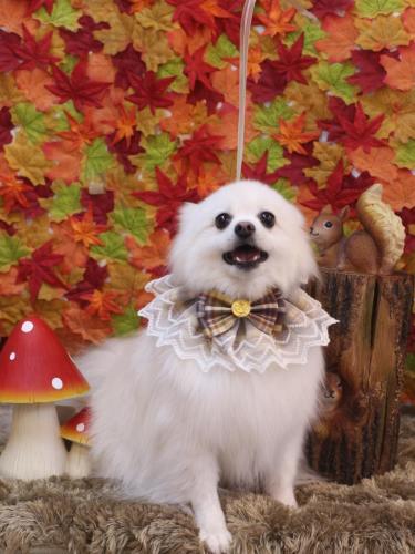 20241121ゆずちゃん